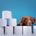 How does constipation manifest in a dog?