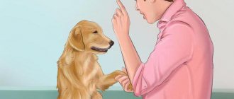 how to make a dog angry at strangers