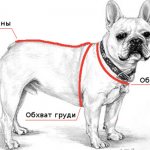 How to knit a sweater for a French bulldog.