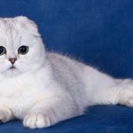 Как ухаживать за шерстью белой кошки