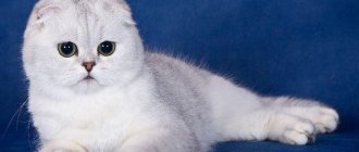 Как ухаживать за шерстью белой кошки
