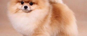 How to care for a Spitz