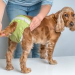 Как ухаживать за собакой во время течки