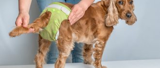 Как ухаживать за собакой во время течки