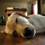 How to euthanize a dog: drugs for euthanasia, is it possible to carry out the procedure at home?