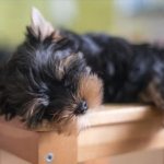 how to choose a Yorkie puppy