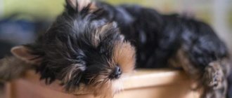 how to choose a Yorkie puppy