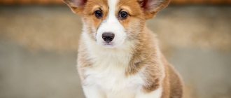 How to choose a Pembroke Corgi puppy