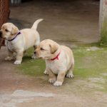 How to choose a Labrador puppy? What you should pay attention to? Recommendations and useful tips 