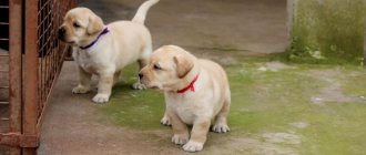 How to choose a Labrador puppy? What you should pay attention to? Recommendations and useful tips 