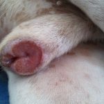 what does balanoposthitis look like in dogs