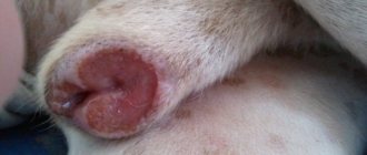 what does balanoposthitis look like in dogs