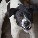 What does rabies look like in dogs?