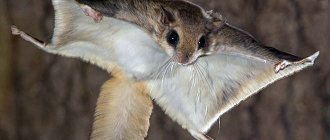 what does a flying squirrel look like