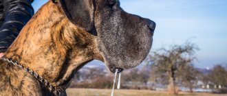 What does foaming from a dog&#39;s mouth look like?