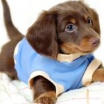 How to remove fleas from a 1-2 month old puppy
