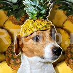 What fruits can a dog eat?