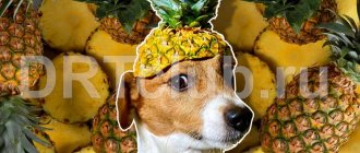 Какие фрукты можно собаке