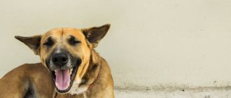 what are the symptoms of a dog coughing as if it was choking?