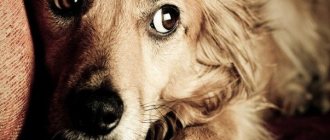 what are the symptoms of stress in a dog