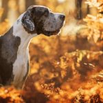 Which dogs are Great Danes: 6 breeds with photos and descriptions