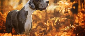 Какие собаки относятся к догам: 6 пород с фото и описанием