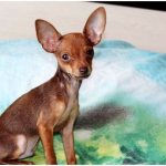What dogs are similar to the Toy Terrier thumbnail