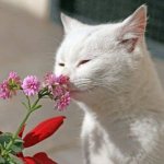 What smells do cats not like? Repellent smells read the article 