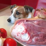 Каким мясом кормить собаку