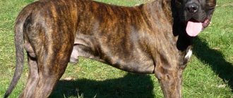 Канарский-дог-собака-Описание-особенности-уход-и-цена-канарского-дога-12