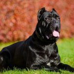 Cane Corso: description of the breed, character and care (60 photos)