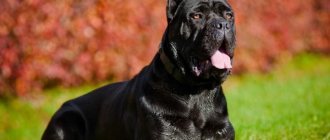 Cane Corso: description of the breed, character and care (60 photos)