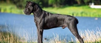 Cane Corso-dog-Description-features-types-care-maintenance-and-price-breed-Cane-Corso-2