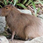 what does a capybara look like?