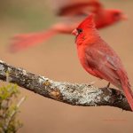 Cardinal-bird-Description-features-species-lifestyle-and-habitat-of-cardinal-2
