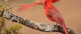 Кардинал-птица-Описание-особенности-виды-образ-жизни-и-среда-обитания-кардинала-2