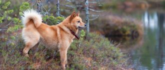 Karelo-Finnish Laika in the forest