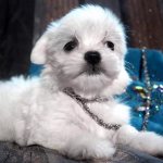 Dwarf Maltese puppy