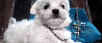 Dwarf Maltese puppy