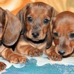 Dwarf dachshund - breed standard, character traits, pros and cons, how to distinguish it from a regular dachshund?