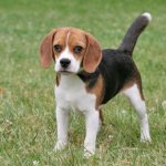 dwarf beagle