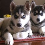 pictures of husky