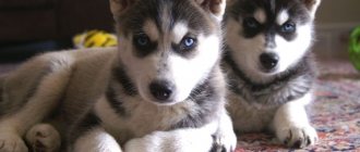 pictures of husky