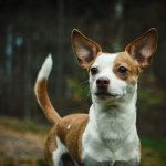 Castration and sterilization of Chihuahuas - pros and cons