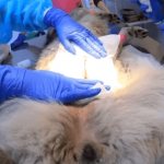 castration of dogs (females and males): indications and contraindications