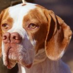 Catalburun-dog-Description-features-types-character-care-and-price-breed-catalburun-2