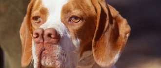 Каталбурун-собака-Описание-особенности-виды-характер-уход-и-цена-породы-каталбурун-2