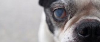 Cataracts in dogs: treatment with drops and surgery