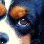 Cavalier King Charles Spaniel: Specialty Shows