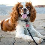 Cavalier-King-Charles-Spaniel-dog-Description-features-care-and-price-of-breed-14